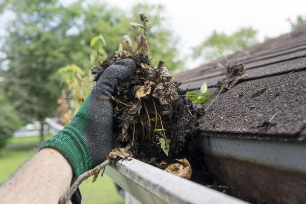 A green glove performing gutter cleaning by removing dirt, leaves, and sticks in King and Snohomish counties in Washington.