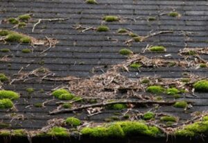 Tips to Ward Off Moss Growth and Damage