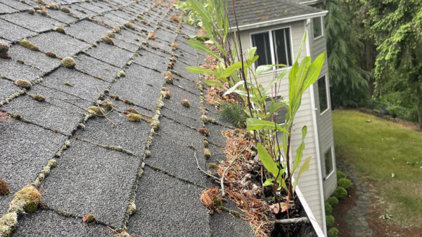 Gutter cleaning serices